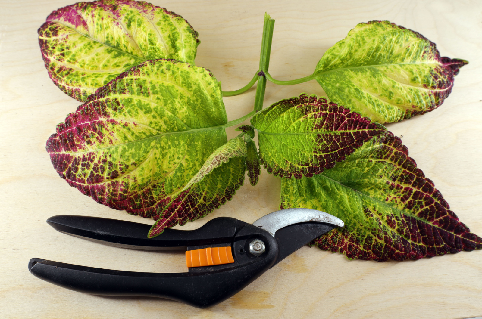 a hand tool secateurs and a stem of a multi-colored coleus for cutting