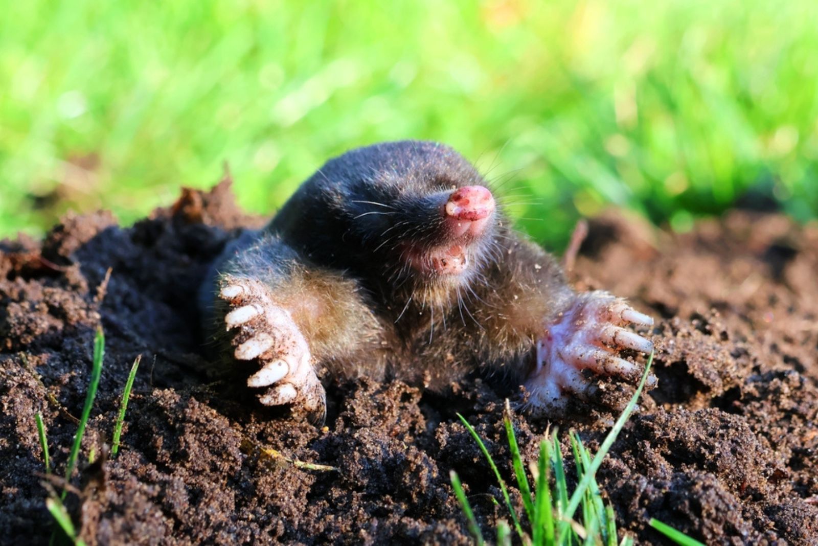 a mole on the top of ground