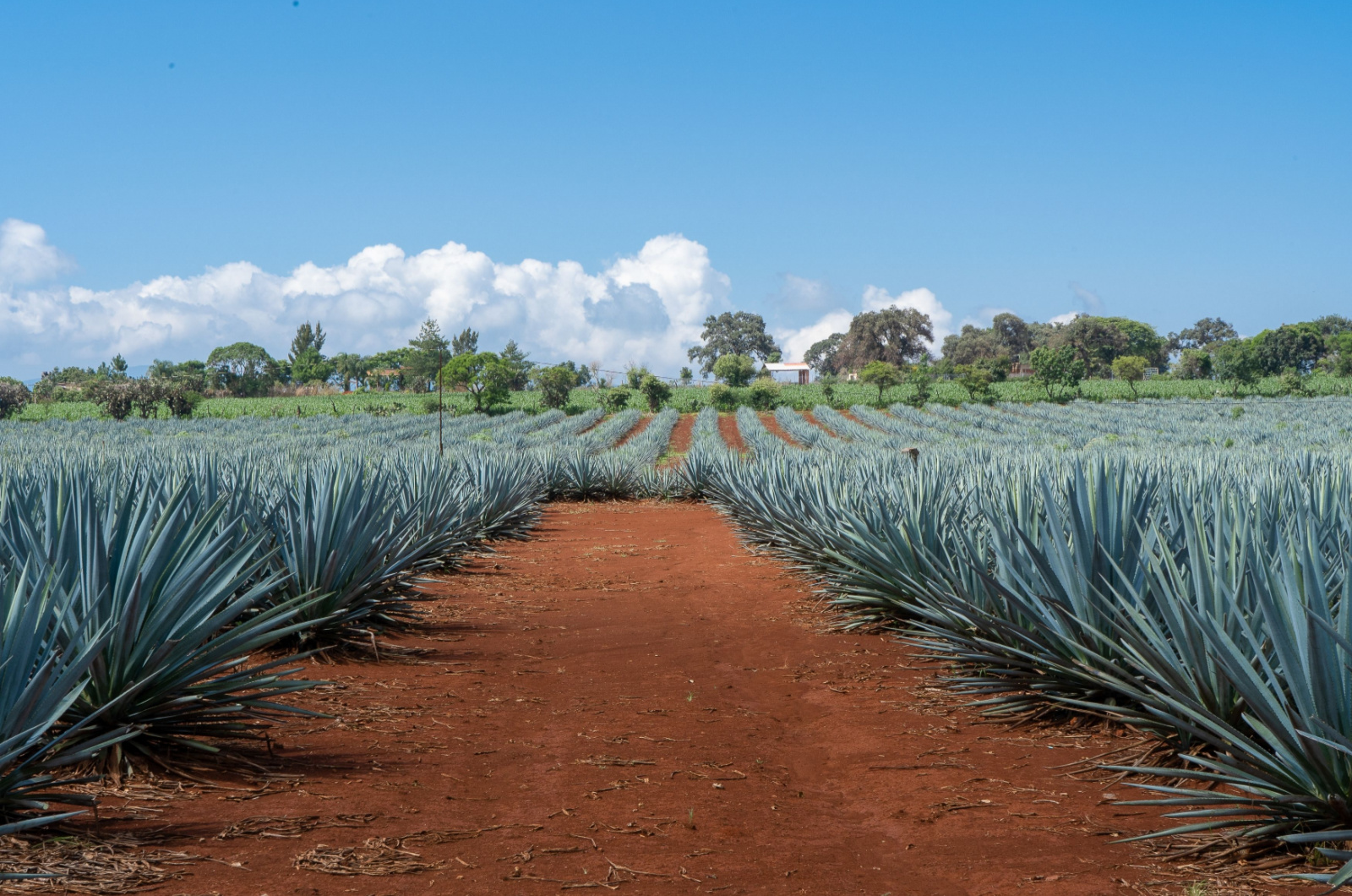 agave plant field