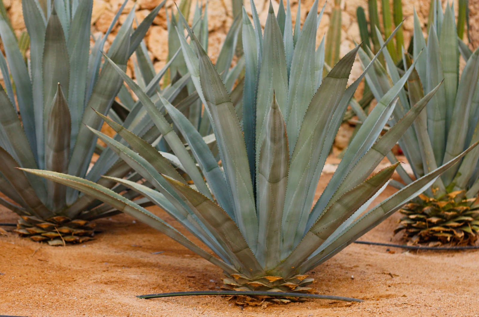 agave plant in garden