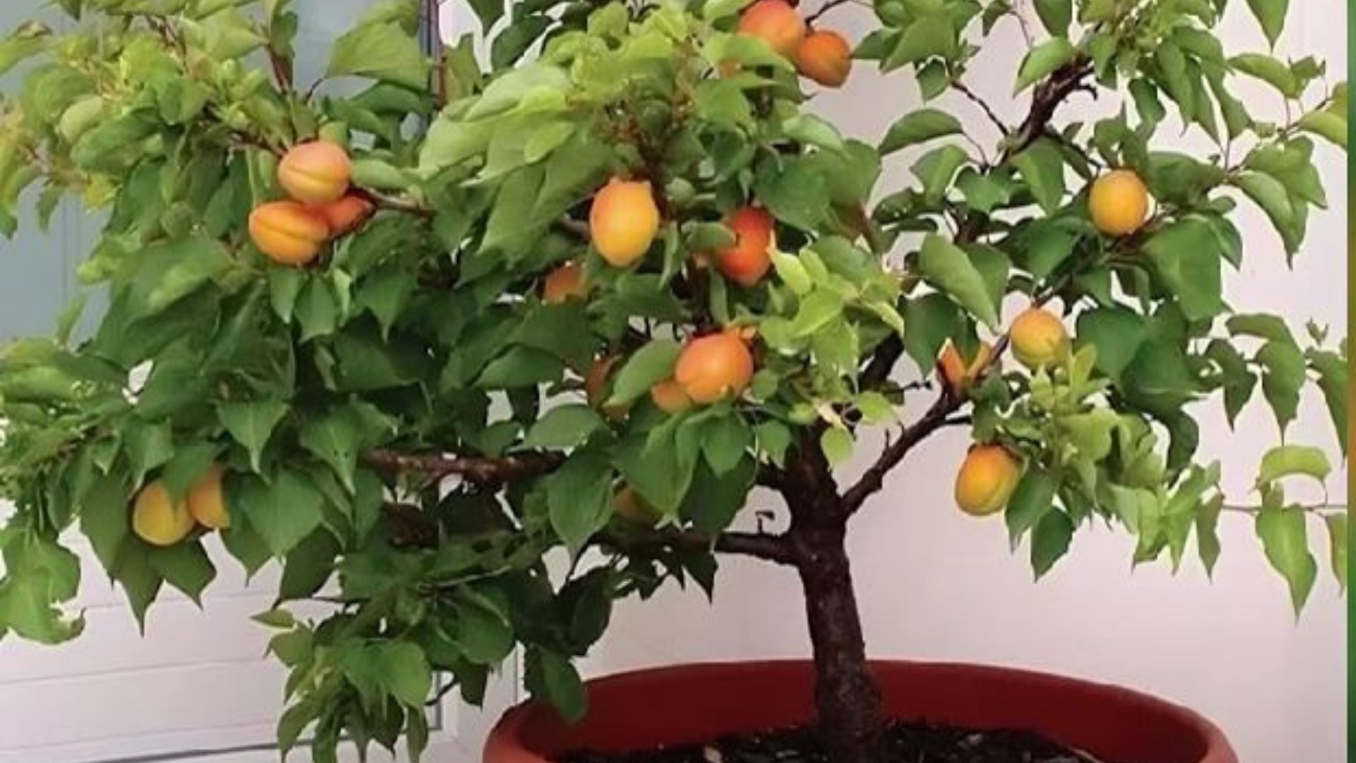 apricot tree in a pot