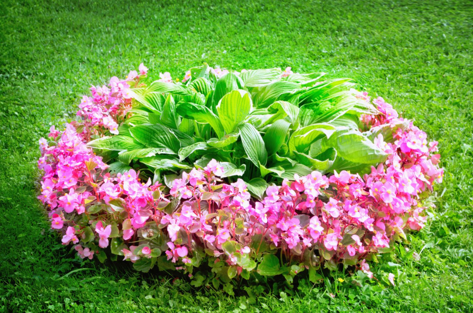 begonias flower bed