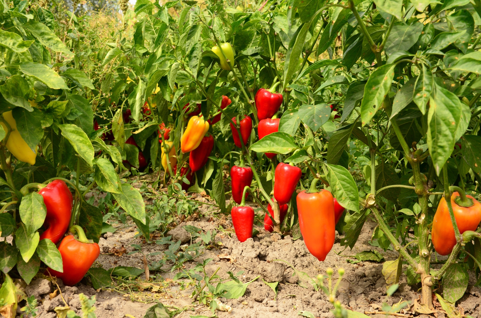 bell peppers growing in garden