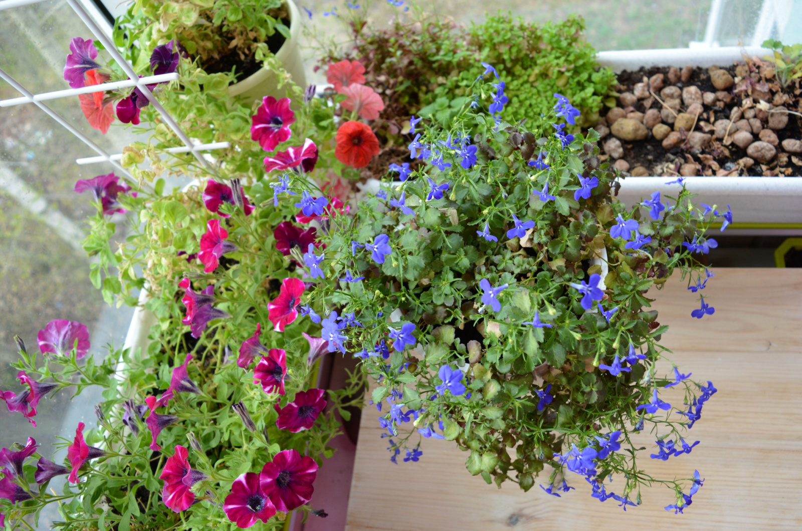 blue lobelia flowers and pink petunias