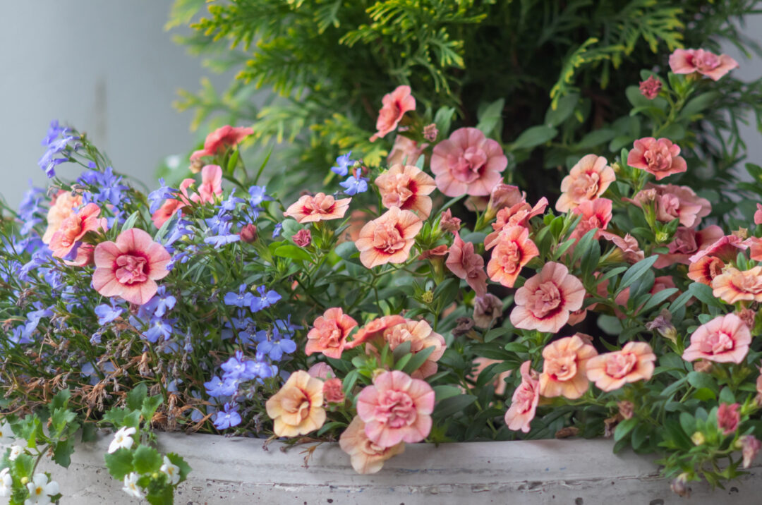 19 Beautiful Annual Flower Bed Combinations For A Show Stopping Flower ...