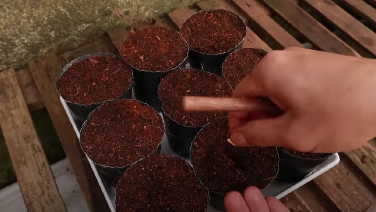 Here’s How To Grow Cantaloupe In 5 Gallon Buckets