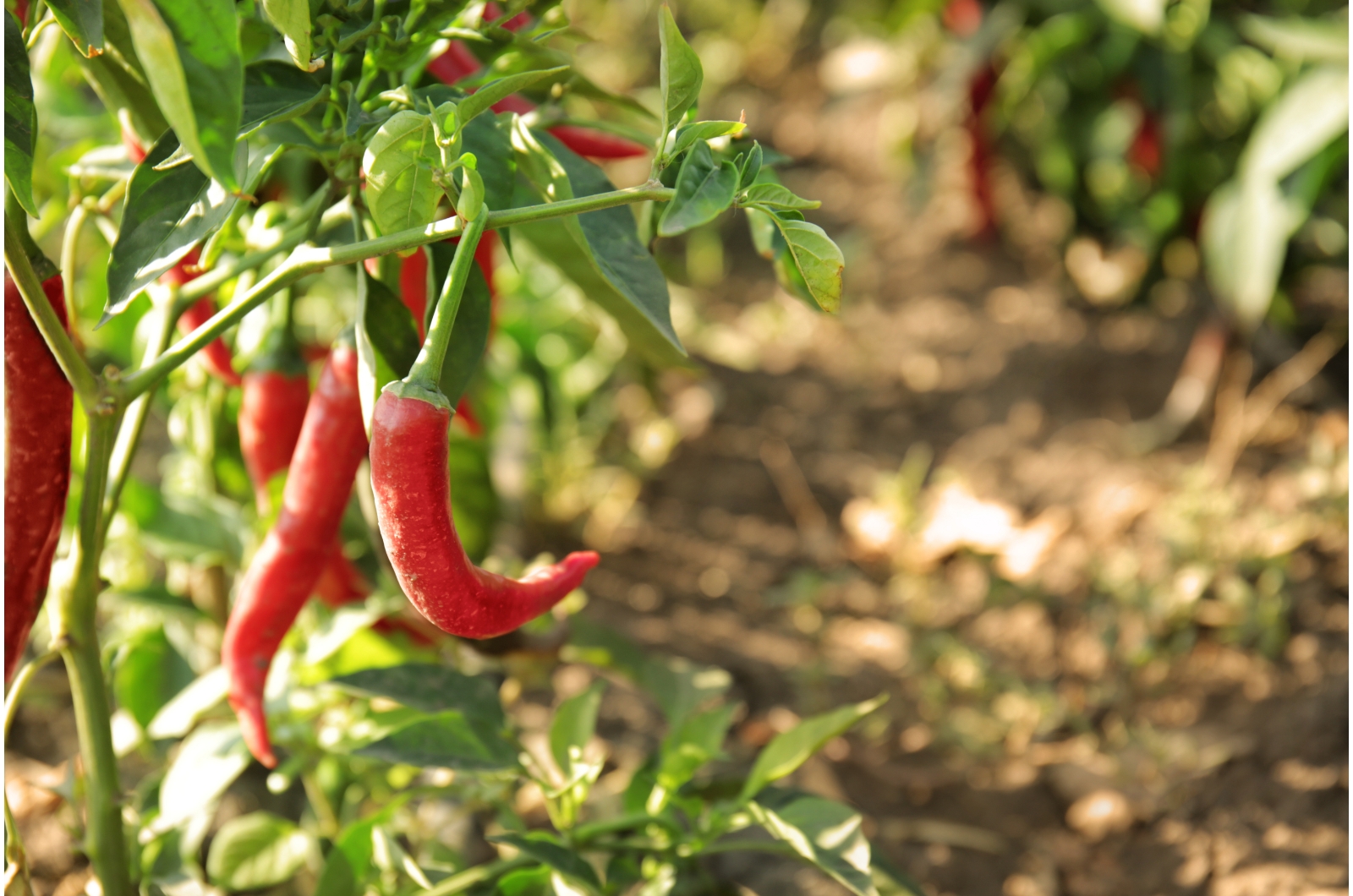 chili pepper in a garden