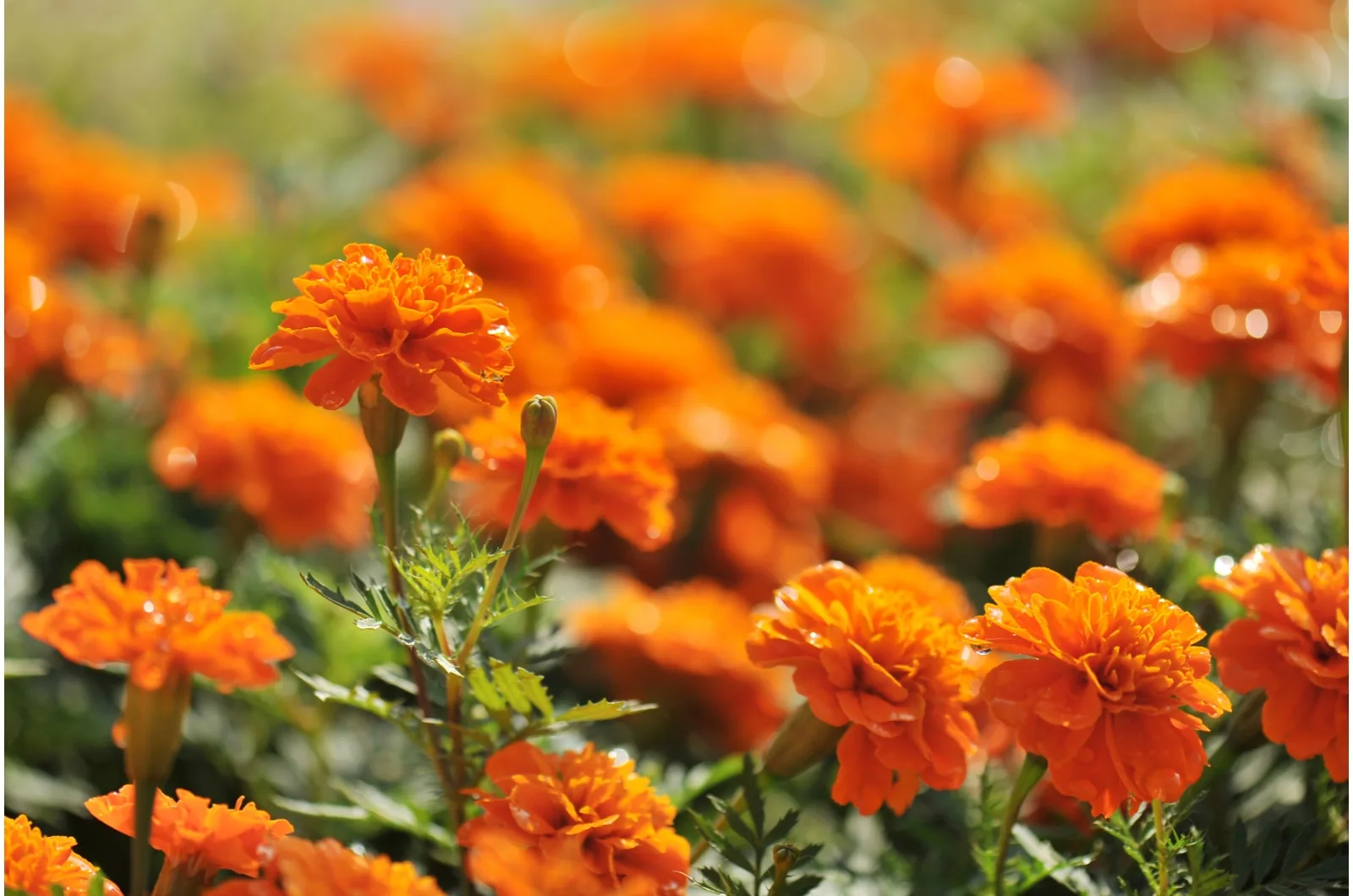 close-up photo of marigold flowers