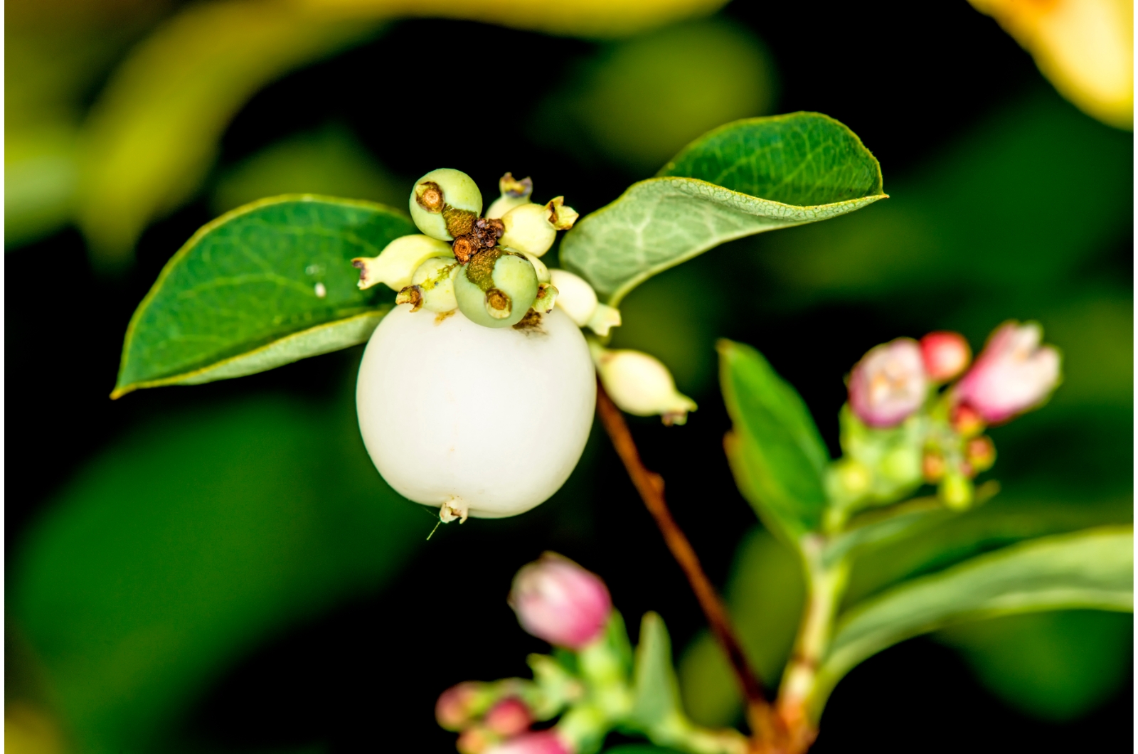 close-up photo of snowberry
