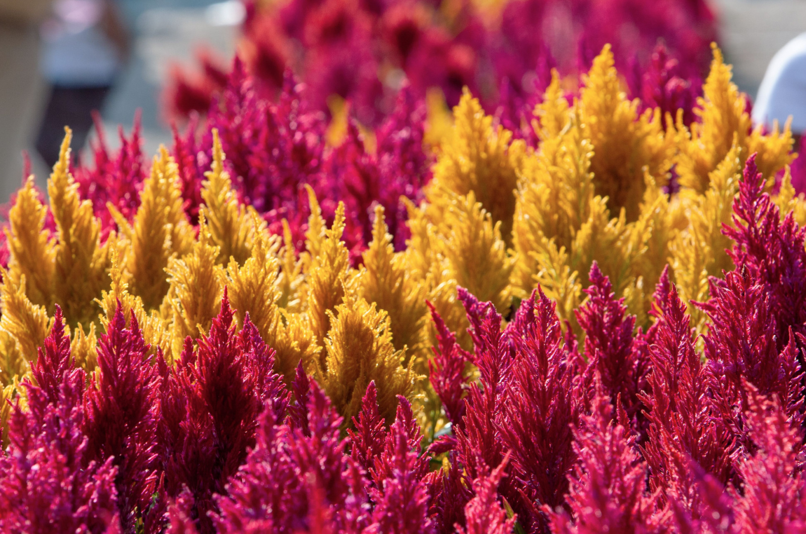 colorful amaranth field