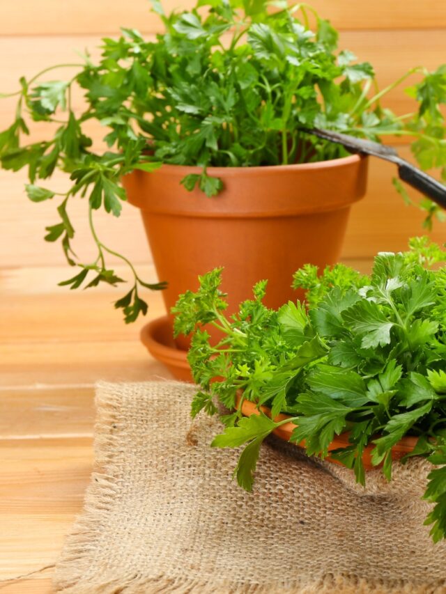 growing parsley in pots