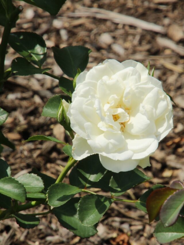 eliminate weeds around roses