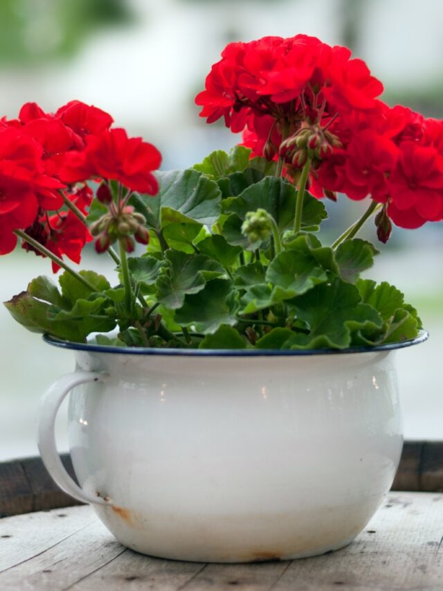 Geranium in pot