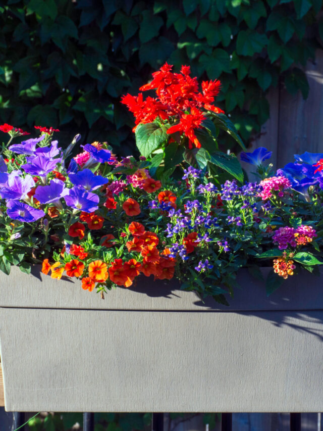 Lantana & Red Salvia