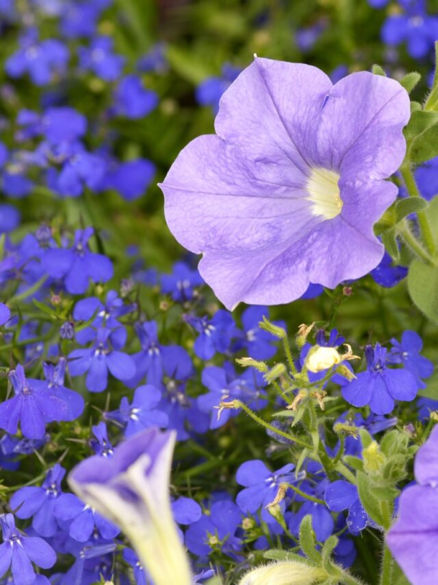 photo of petunias in garden