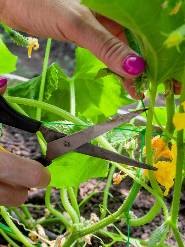 Pruning suckers on cucumbers in the greenhouse with scissors