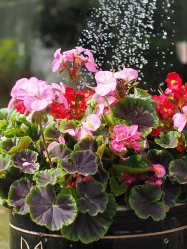 Water Your Begonias The Right Way