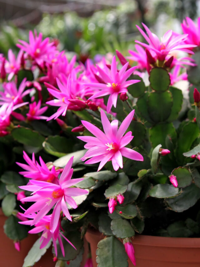 3 Tips For How To Trigger Easter Cactus Blooming