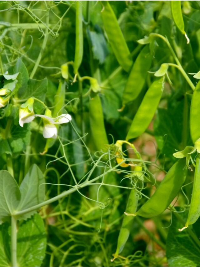 Start Peas Right Now Or Miss Out On A Season Of Garden Bliss!