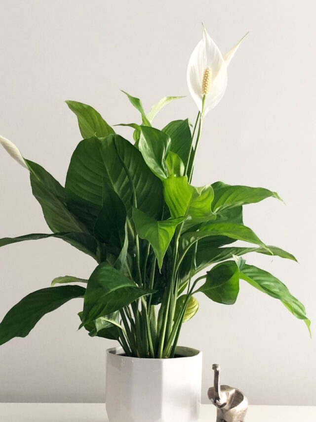 peace lily house plant on white desk