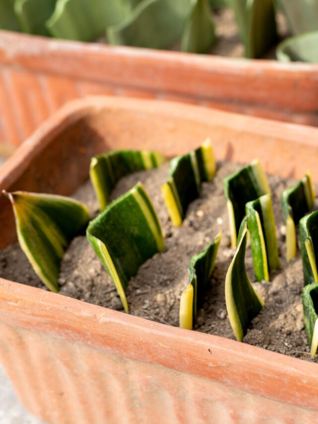 sanseveria trifasciata leaf cuttings