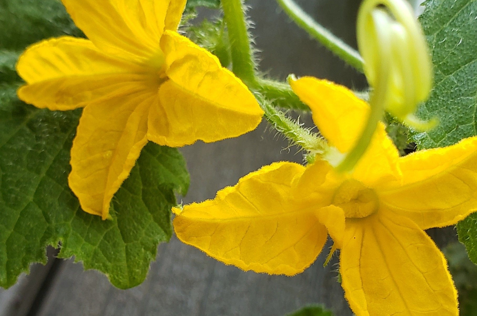 cucumber flowers in container