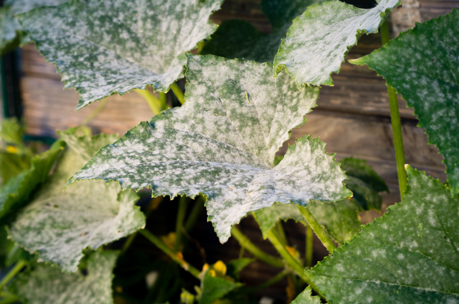 cucumber leaves with white powdery mildew
