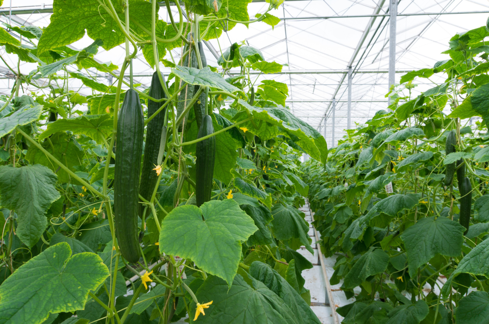 cucumber plants in greenhouse