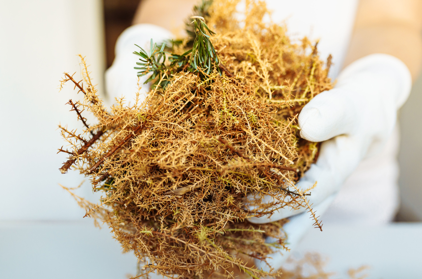 cut dry pine needles mulch in hands