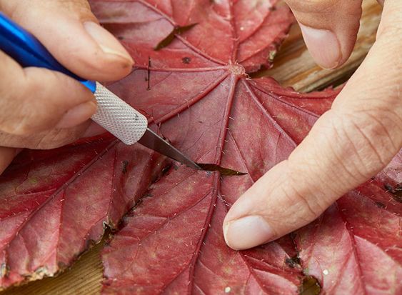 cutting a leaf