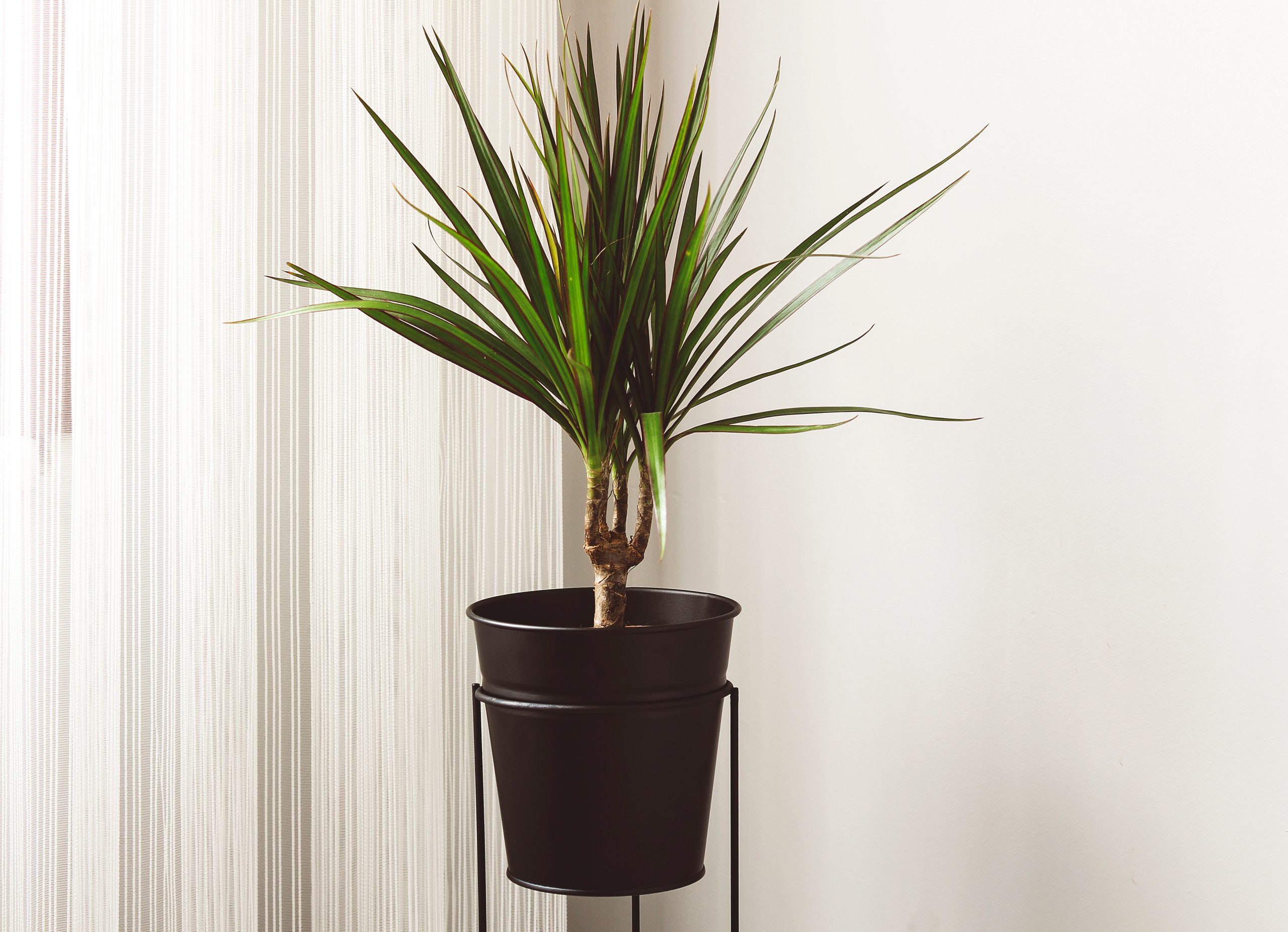 dracaena plant in a black pot
