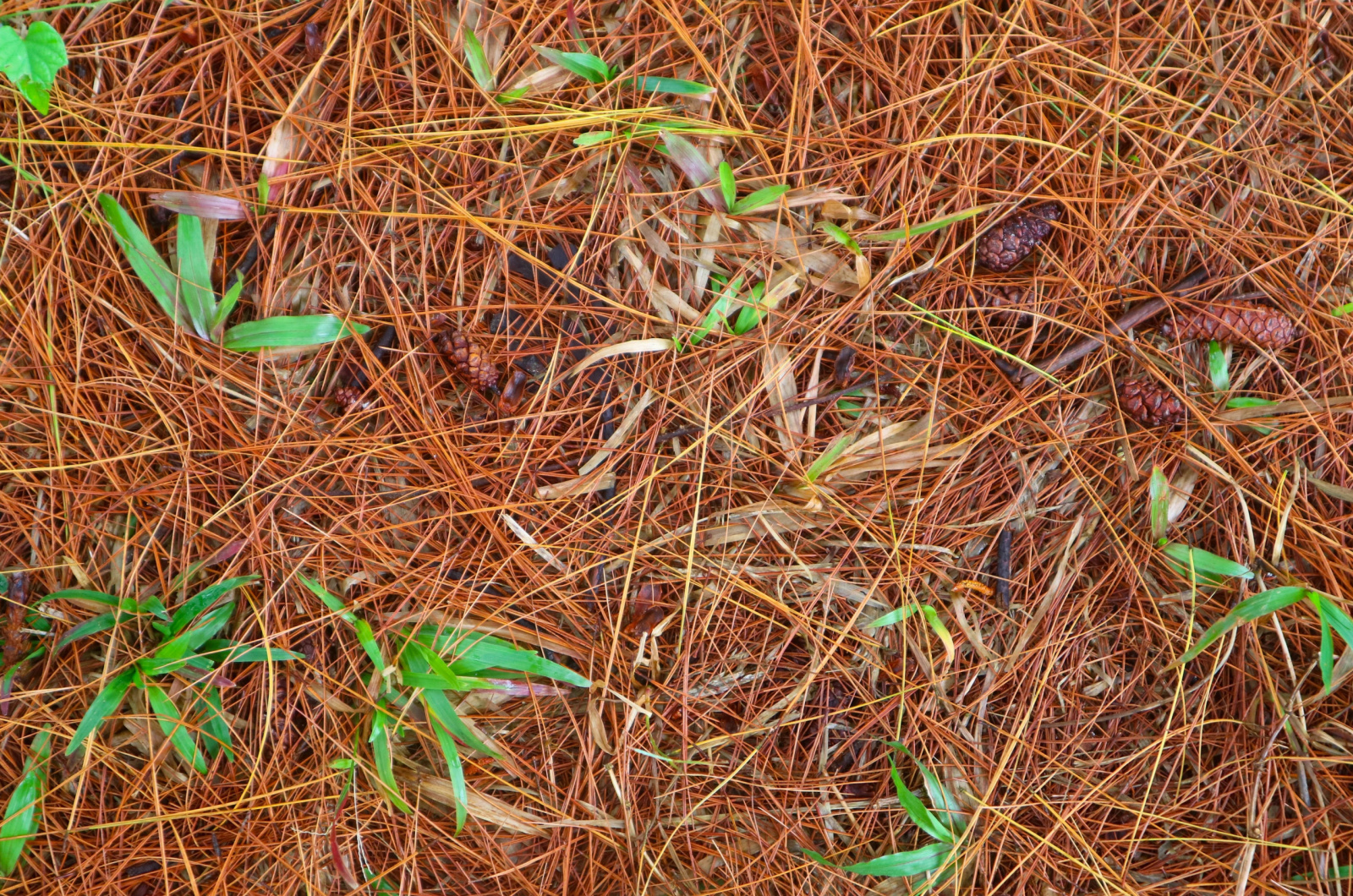 dry pine needles as mulch
