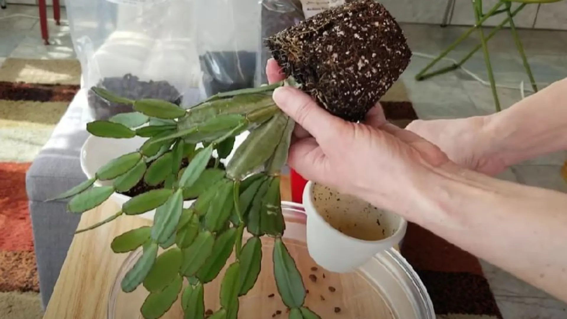 4 Ways To Propagate Easter Cactus