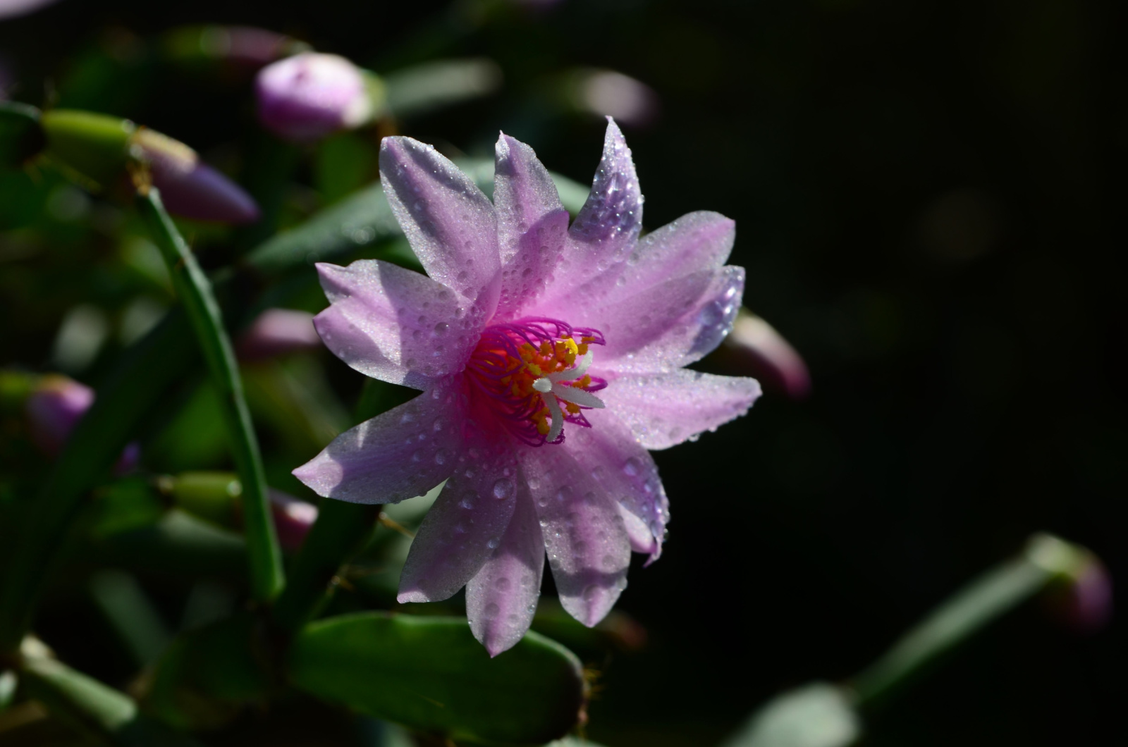 easter cactus flower with water drops