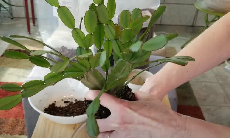 easter cactus repotting
