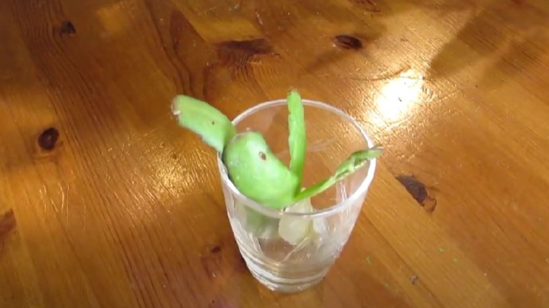 easter cactus water propagation
