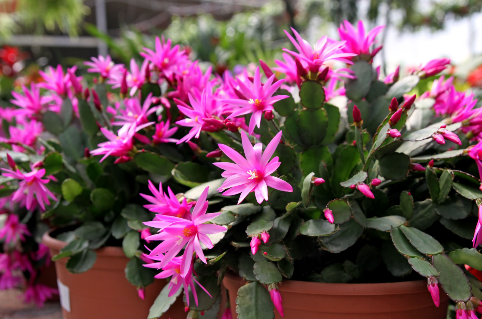 easter cactus with pink flowers