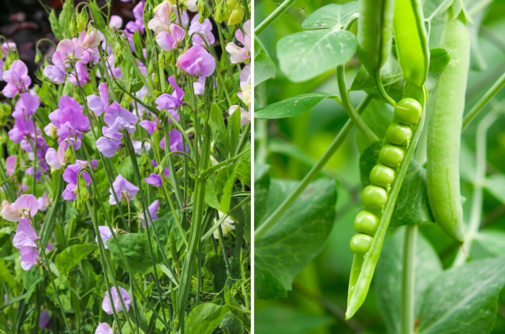 The Reason You Should Start Peas Now + How To Grow Them