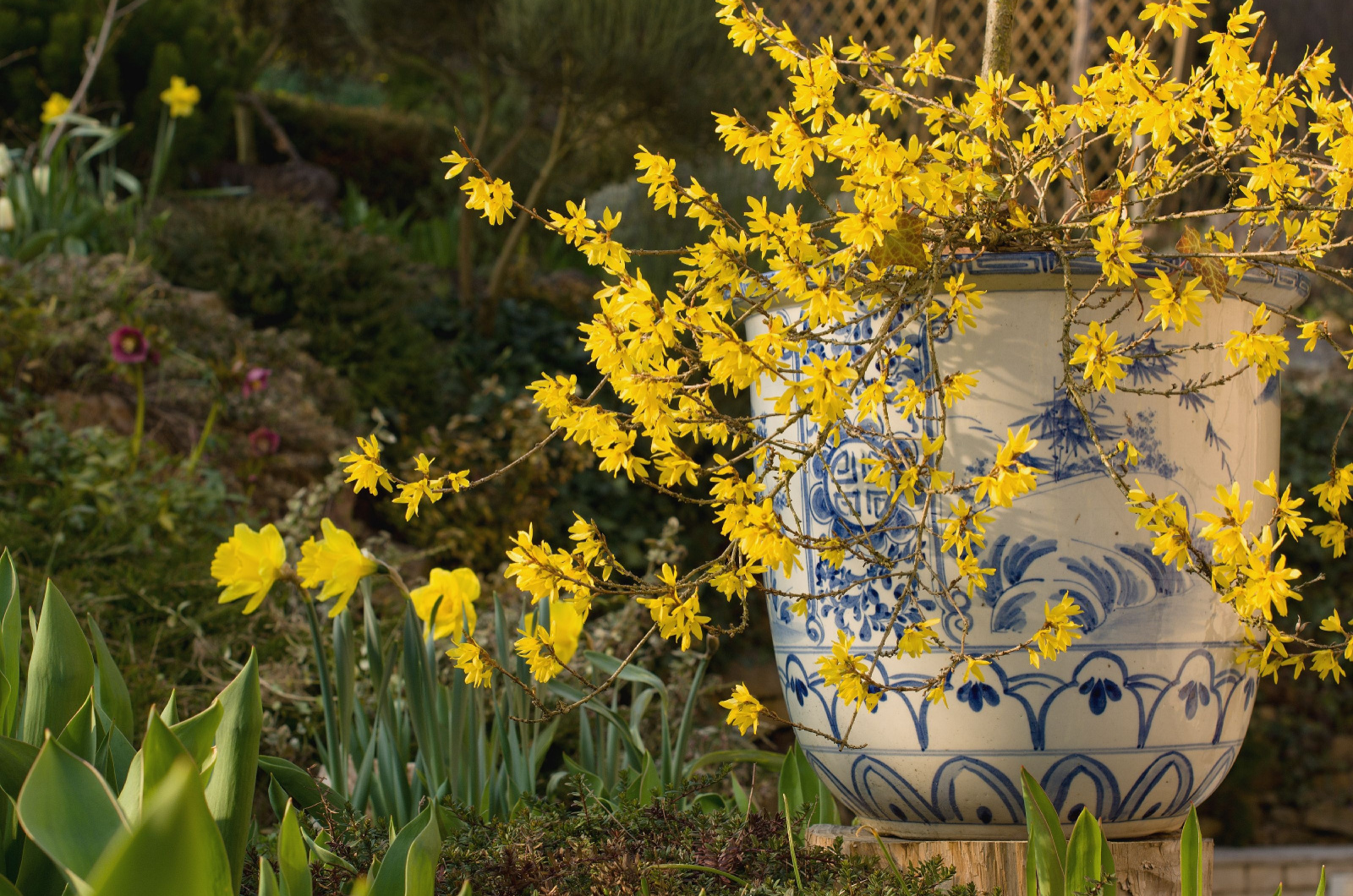 forsythia growing in a pot