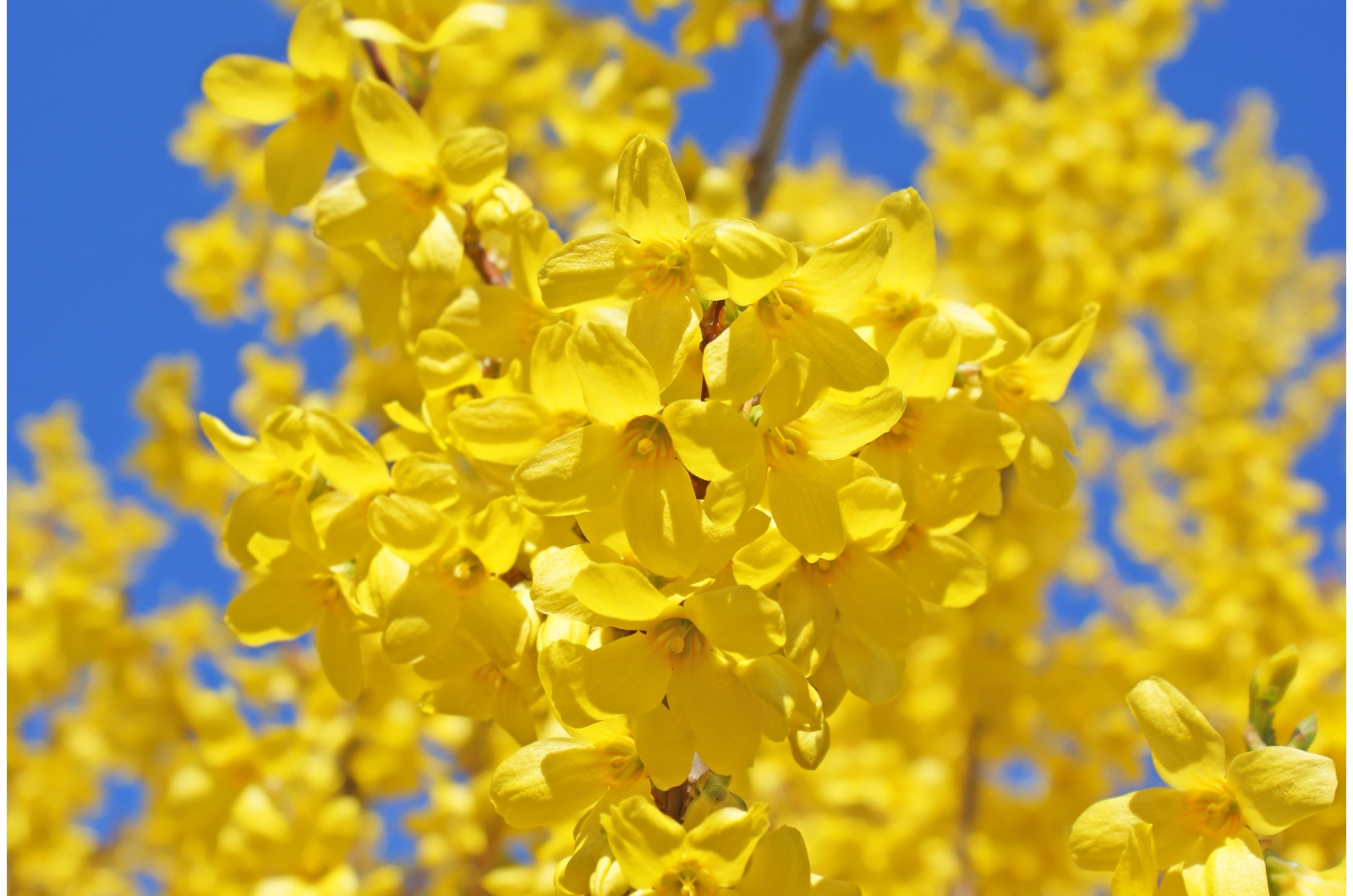 forsythia yellow bloom