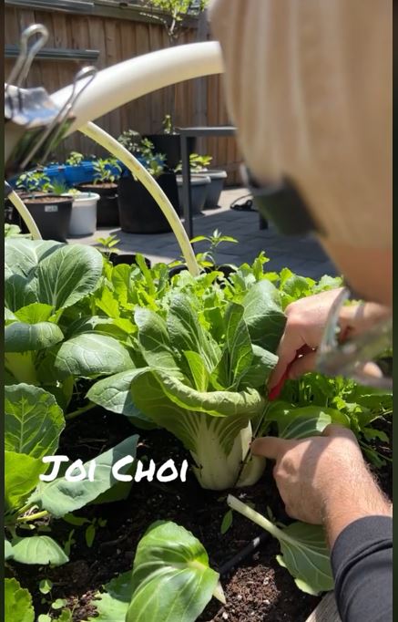 gardener cutting joi choi vegetable