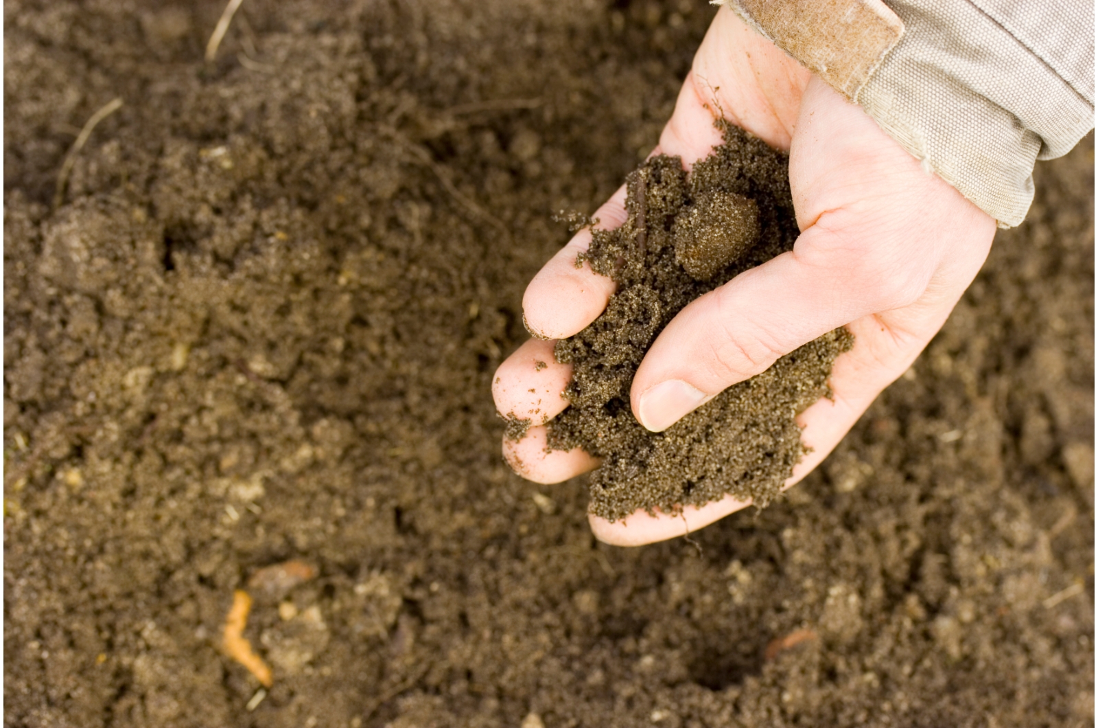 gardener holding soil in hand