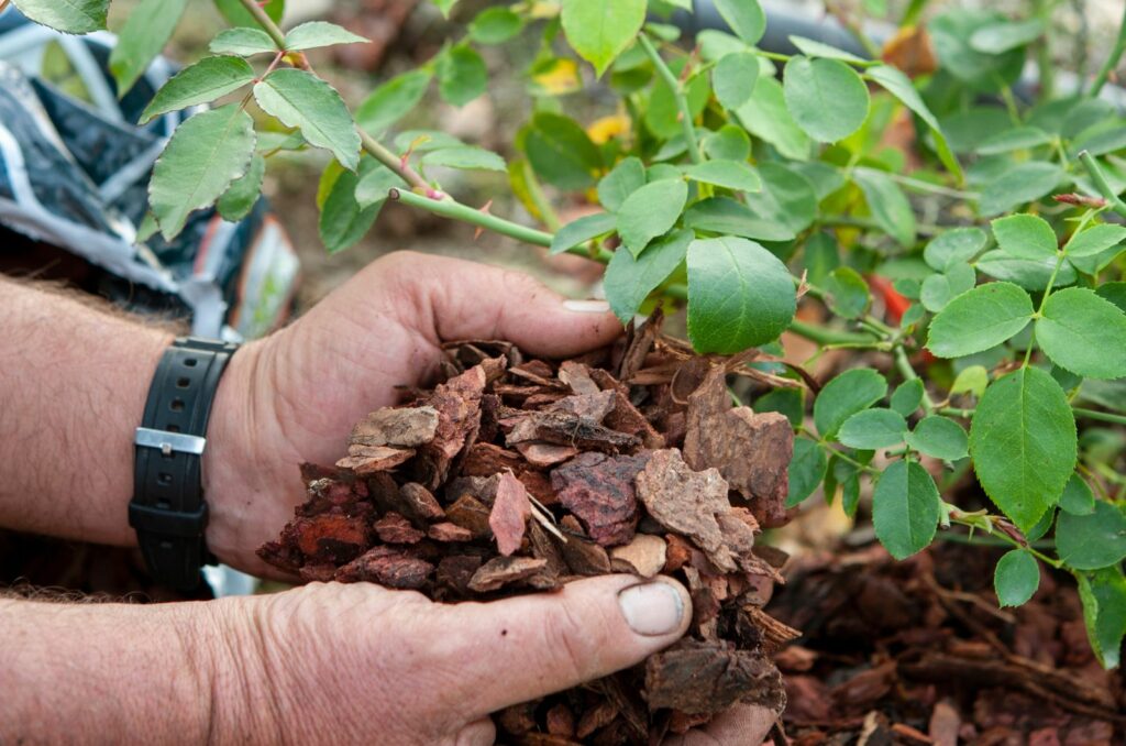 2 Ways To Eliminate Weeds Around Your Roses Once And Forever
