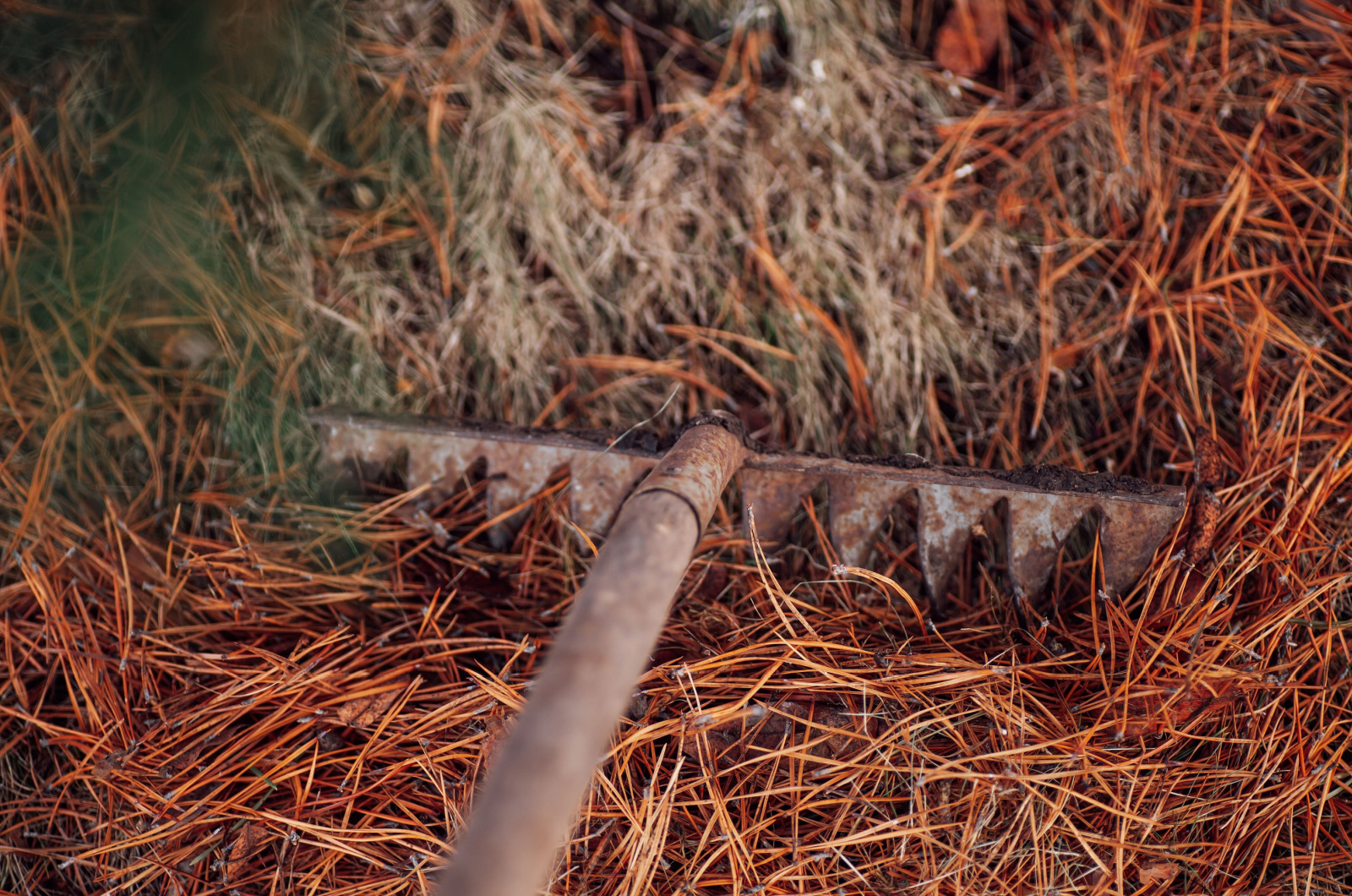 gathering pine needles on ground with old rake
