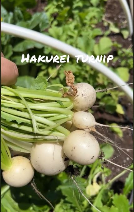 hakurei turnip harvested