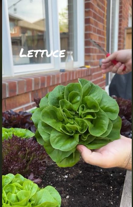 hand holding lettuce