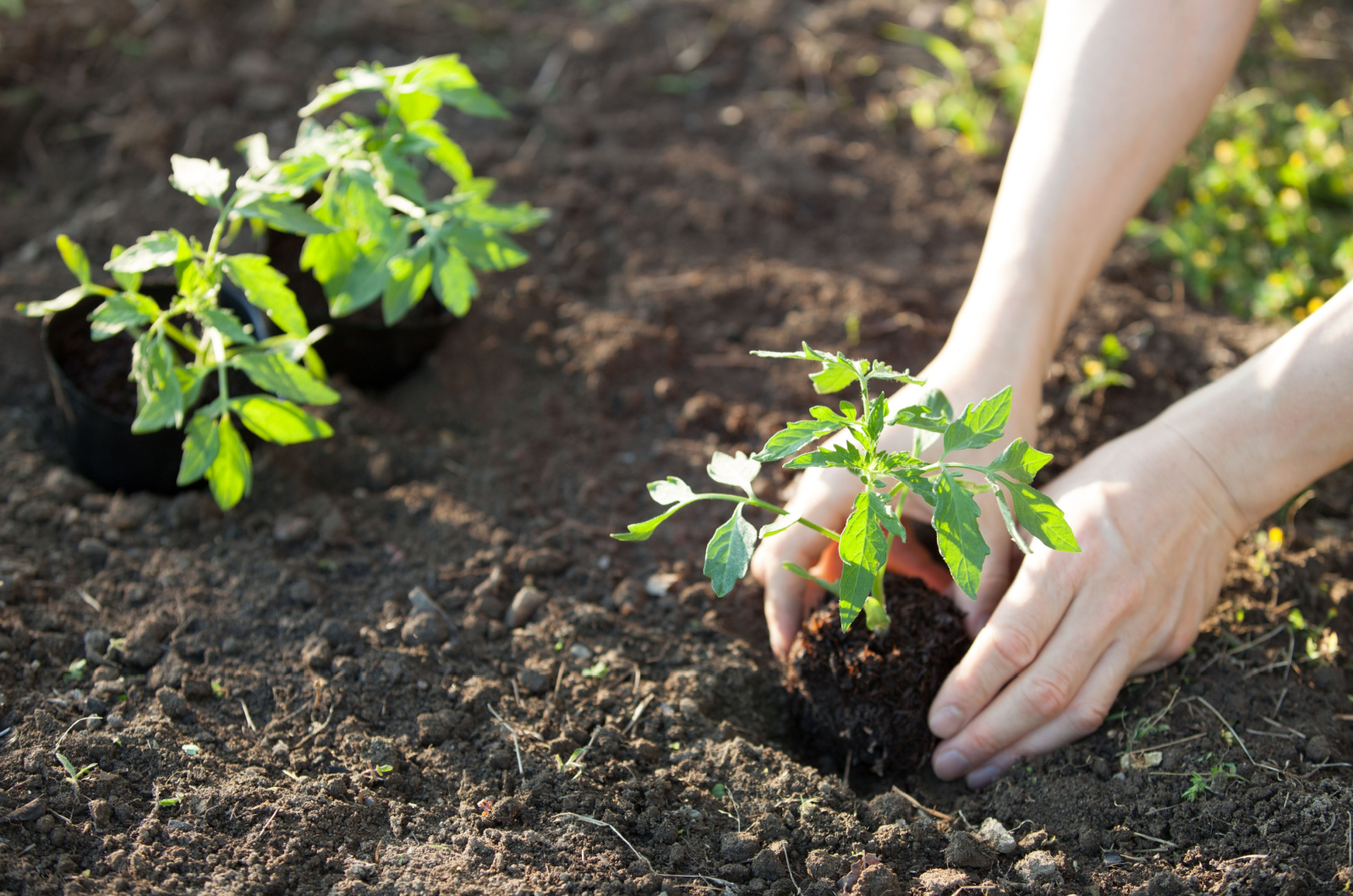 hands planting tomato seedling