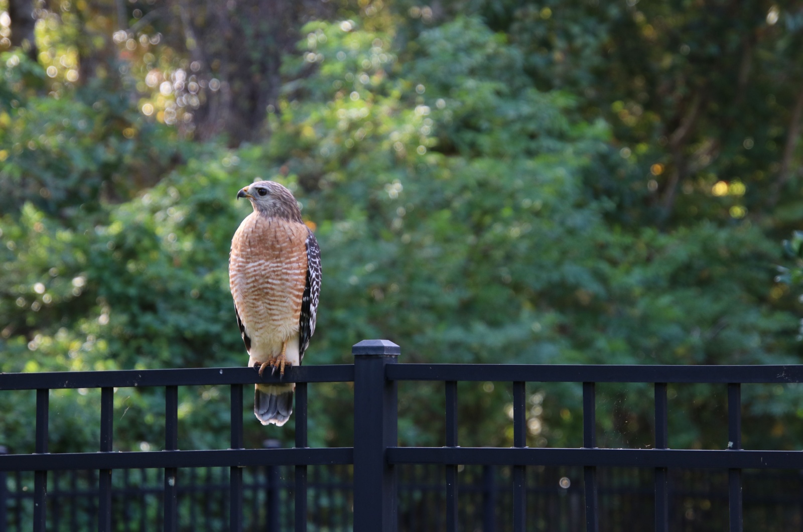 hawk on a fence