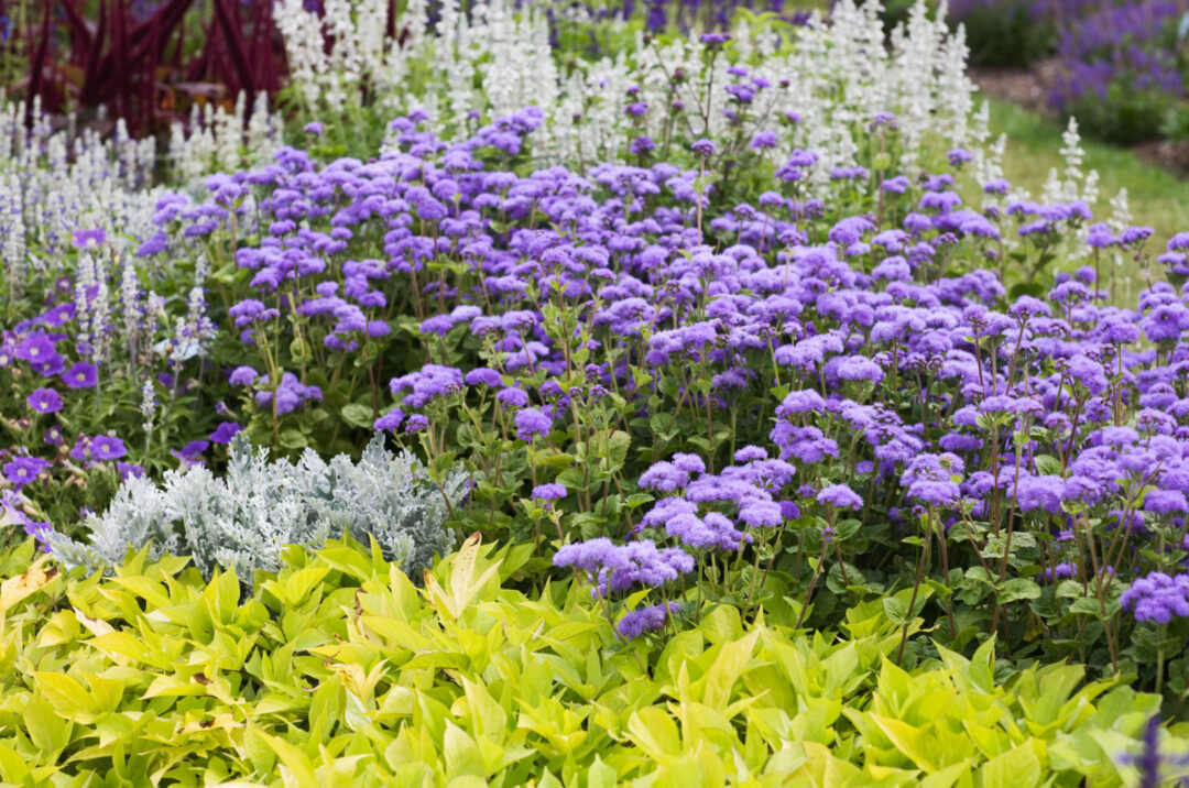 19 Beautiful Annual Flower Bed Combinations For A Show Stopping Flower ...