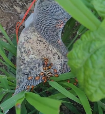 ladybugs in a bag